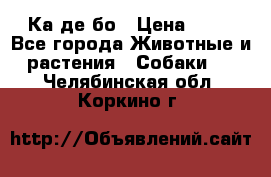 Ка де бо › Цена ­ 25 - Все города Животные и растения » Собаки   . Челябинская обл.,Коркино г.